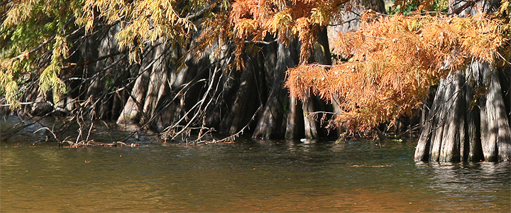 bayou foliage, water and trees