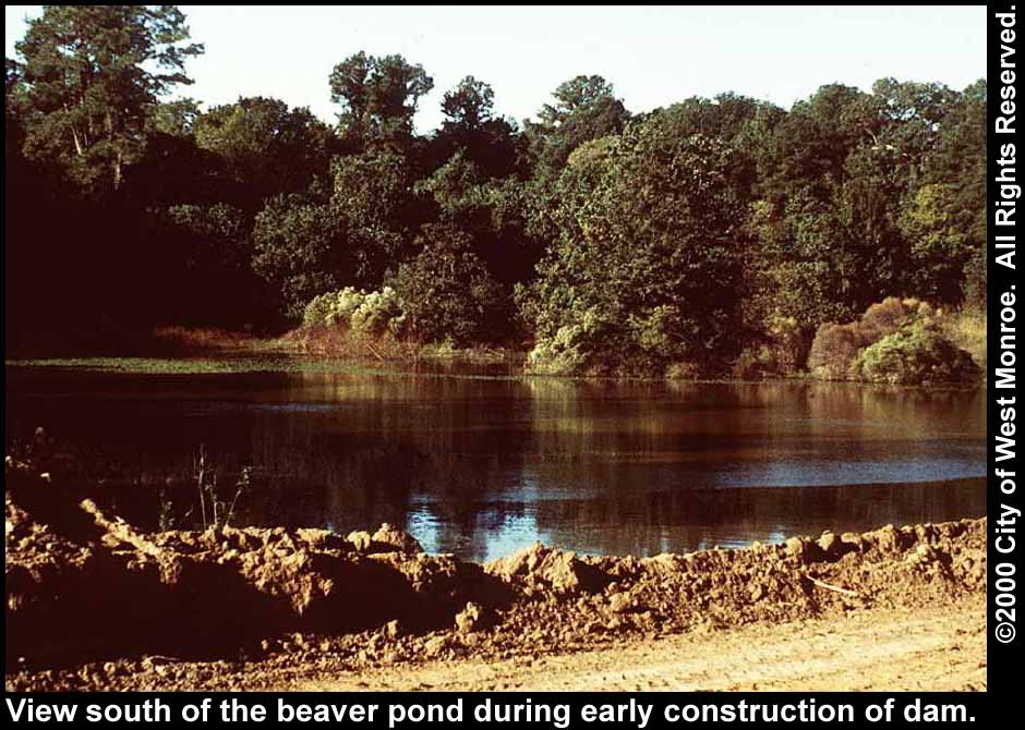 Photo: Beaver pond