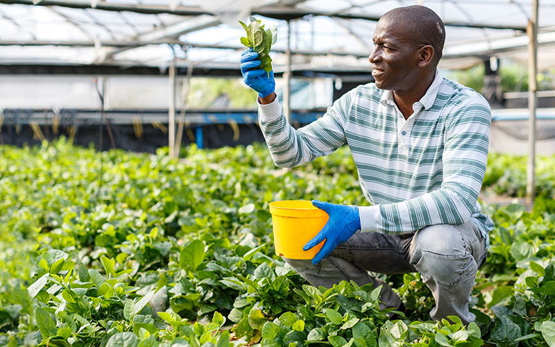 agribusiness student field evaluation