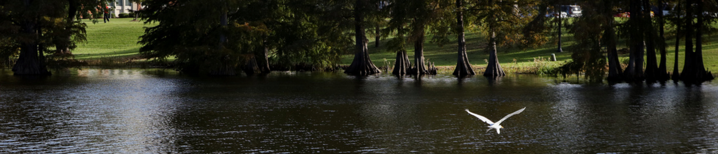 Bayou DeSiard on bright day with an egret flying across the water
