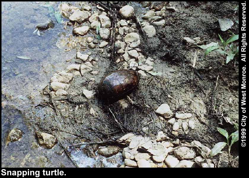 Photo: Snapping turtle