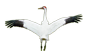 Whooping Crane