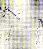 1811--White horse with shoes on