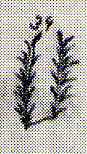 1823--Dry corn