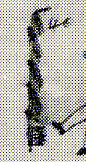 1830--ritual device