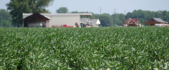 Field at the Ella and Morris Johnson Farm