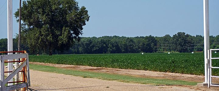 Road to the Ella and Morris Johnson Farm