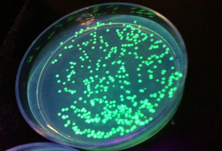Glowing bacteria
