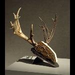 Title: Deer Skull (view two)