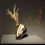 Title: Deer Skull (view one)