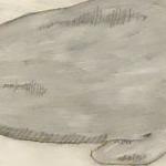 Title: Physeter Macrocephalus