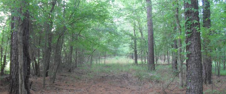 photo of path lined by trees