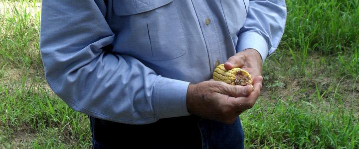 photo of Lannie holding corn