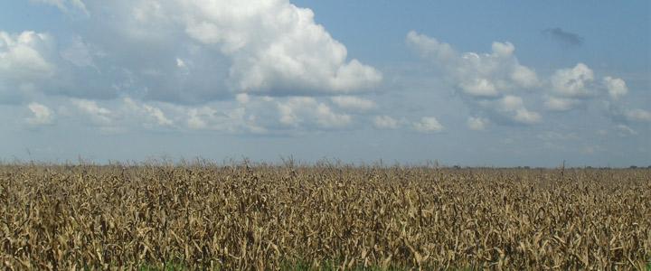 photo of corn field