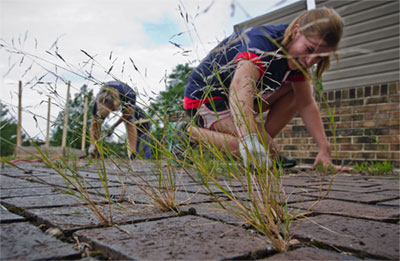 removing weeds in a walkway