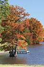 fall trees on bayou