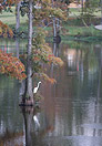 white bird on bayou