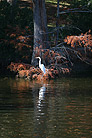 bayou with white bird