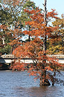 bayou with bridge