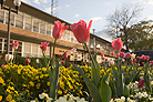 stubbs with flowers