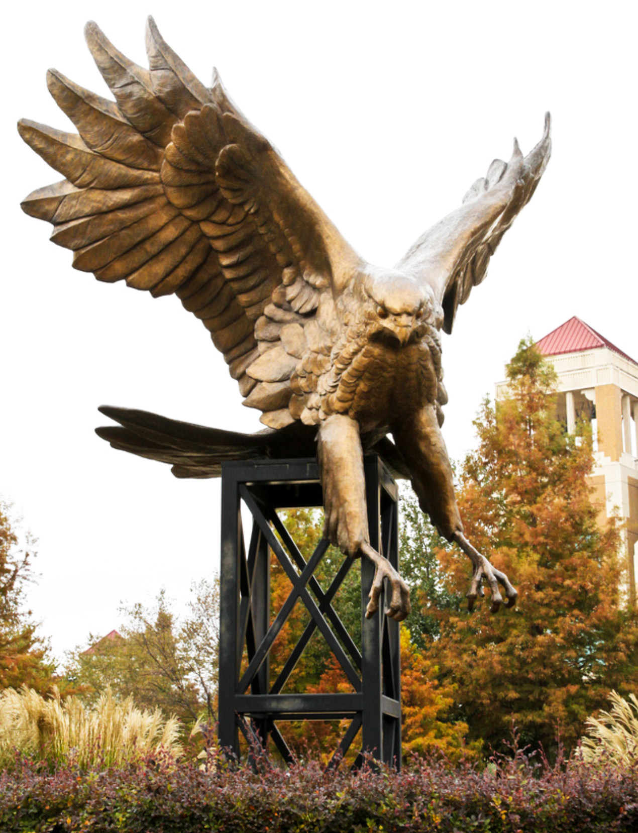 hawk stature in fall foliage