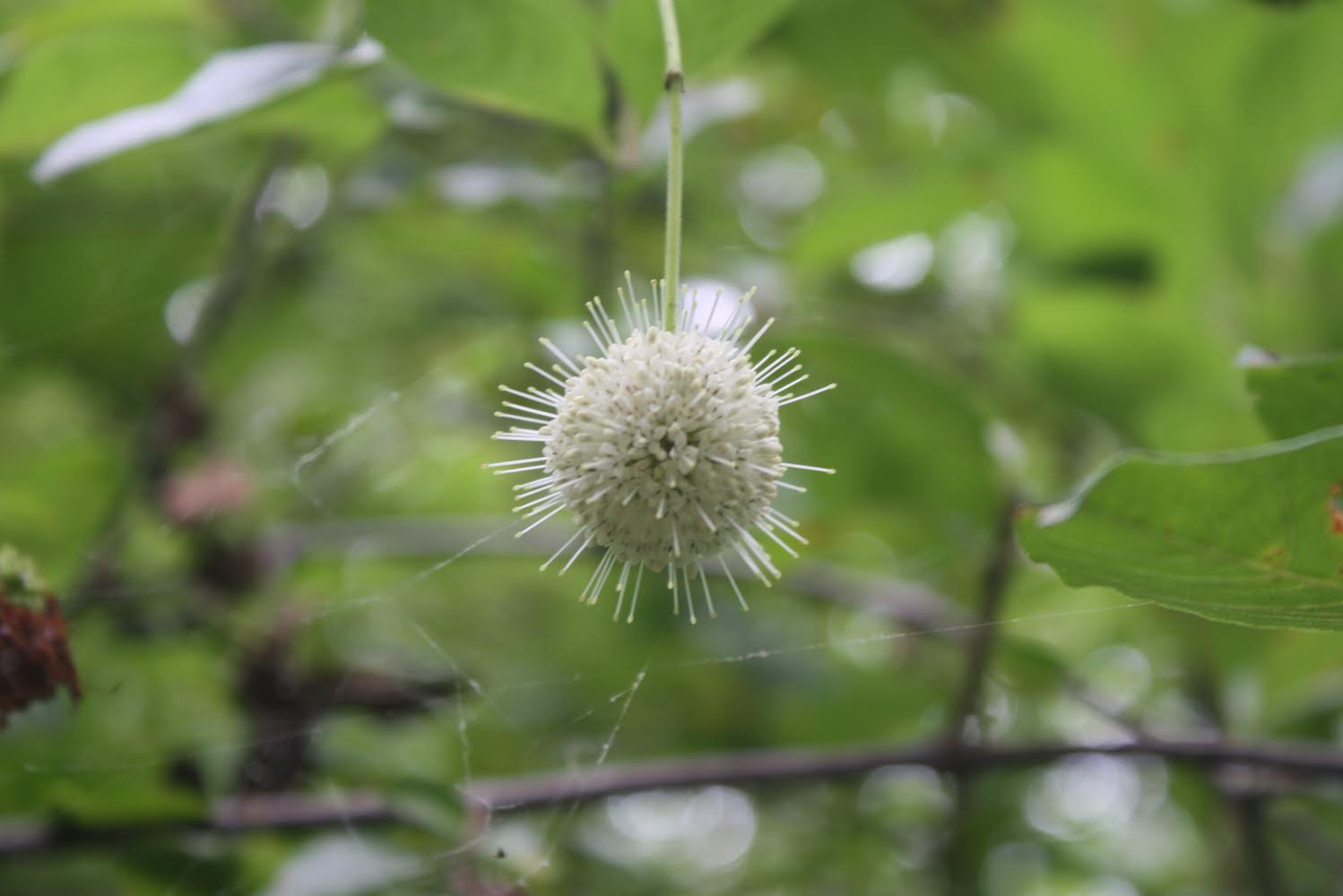 Nature Image