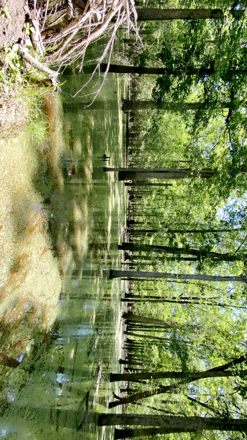 Nature Image