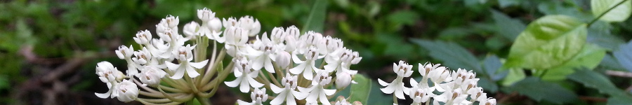 White Flowers