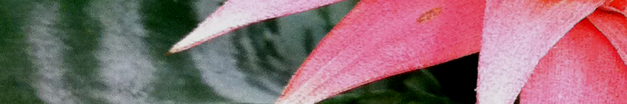 Canopy_Of_Forest_Banner