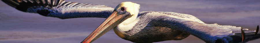 Brown Pelican