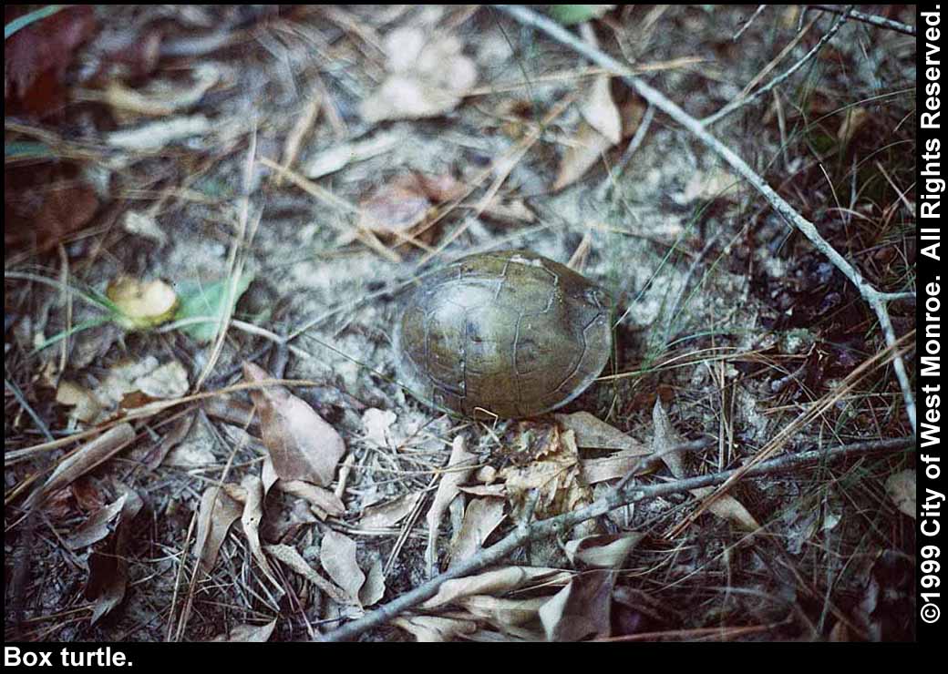 Photo: Box turtle