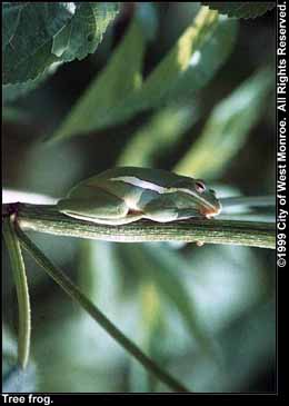 Photo: Tree frog