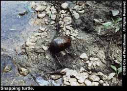 Photo: Snapping turtle