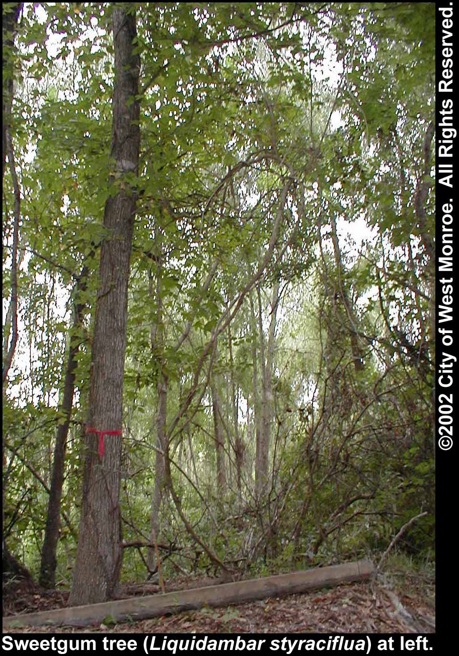 Photo: Sweetgum tree in late summer