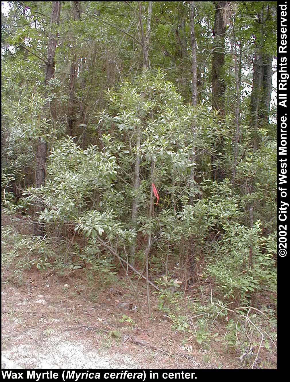 Photo: Wax myrtle in late summer