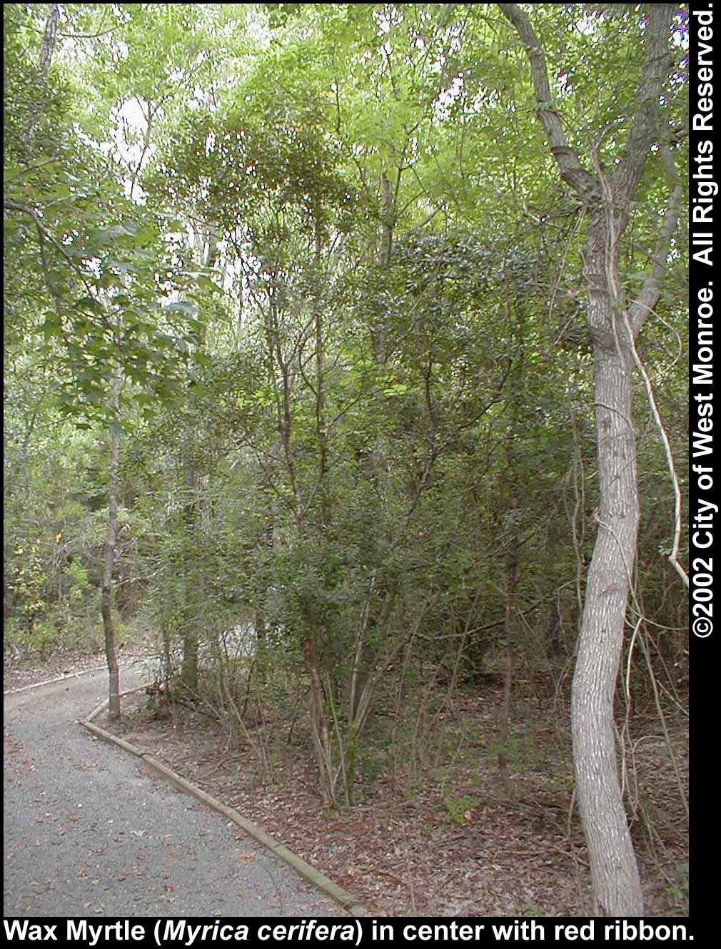 Photo: Wax myrtle in late summer