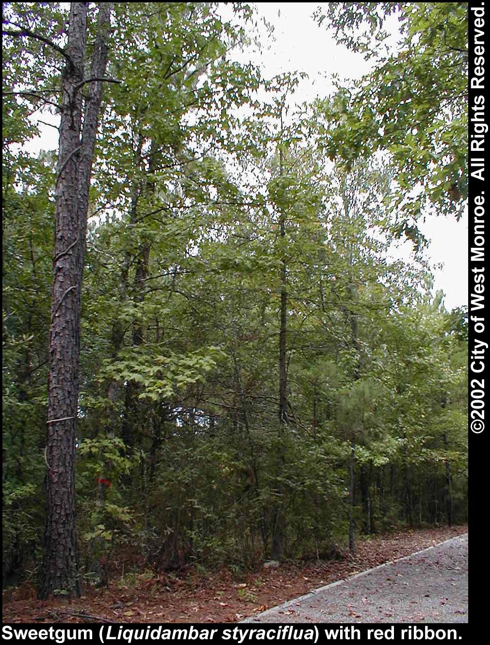 Photo: Sweetgum tree in late summer