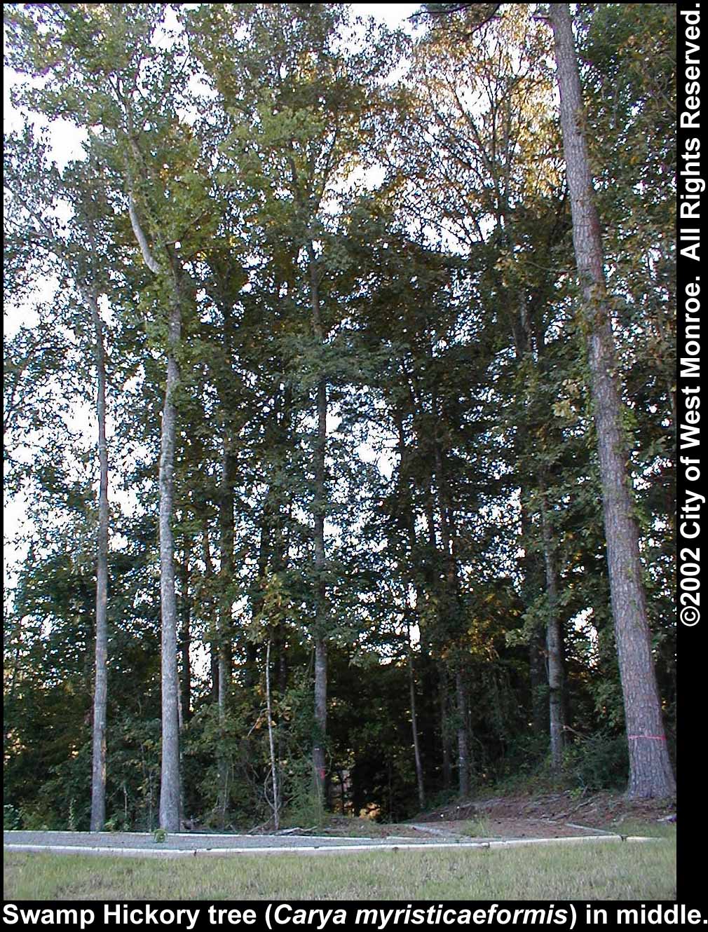 Photo: Swamp hickory tree in late summer