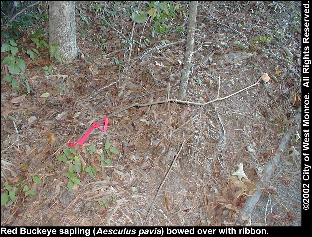 Photo: Red buckeye sapling in late summer