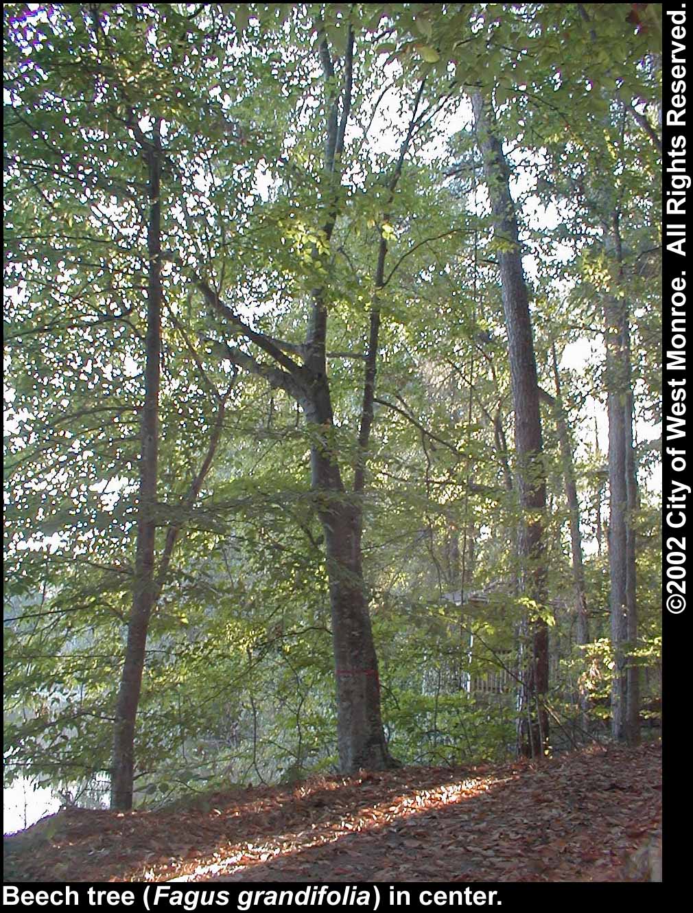 Photo: Beech tree in late summer