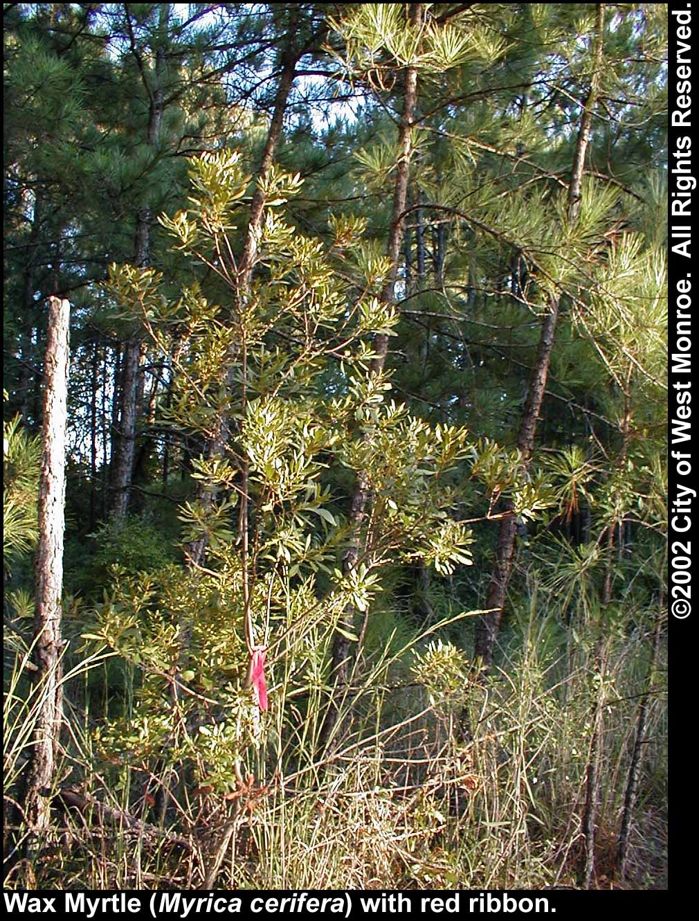 Photo: Wax myrtle in late summer