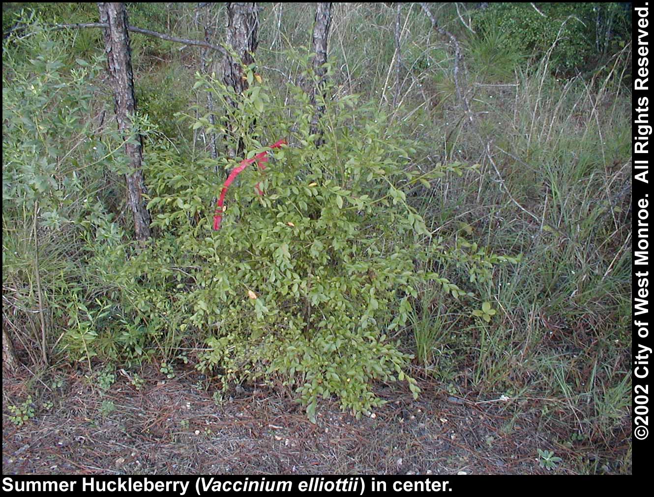 Photo: Summer huckleberry in late summer