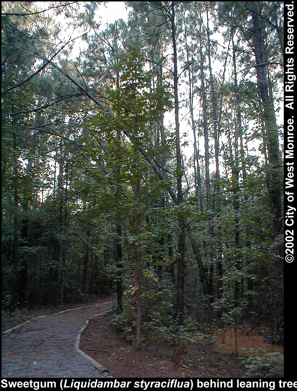 Photo: Sweetgum tree in late summer