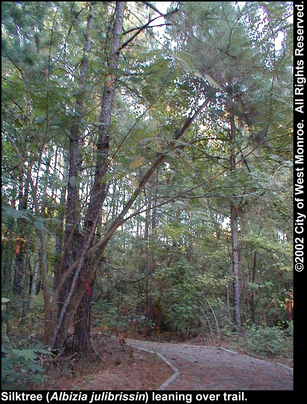 Photo: Silktree in late summer