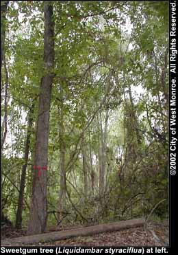 Photo: Sweetgum 4 tree in late summer