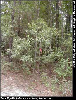 Photo: Wax myrtle 2 in late summer