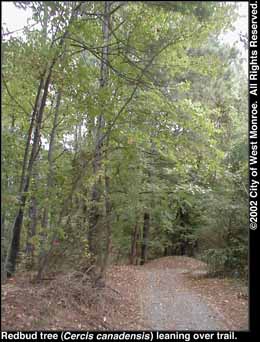 Photo: Eastern redbud tree in late summer