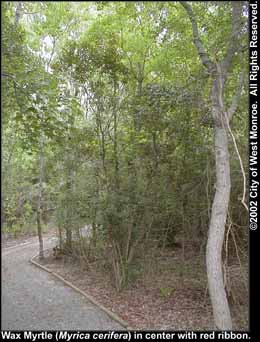 Photo: Wax myrtle 3 in late summer