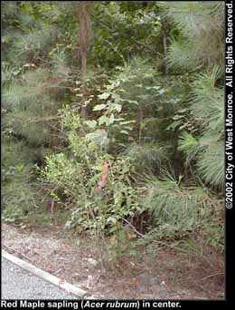 Photo: Red maple sapling in late summer