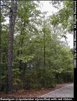 Photo: Sweetgum 5 tree in late summer